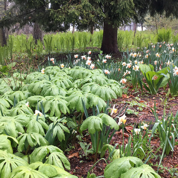 Mayapples and daffodils
