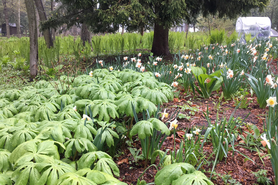 Mayapples and daffodils