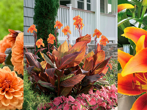 orange dahlias, cannas and lilies