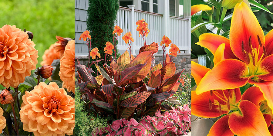 orange dahlias, cannas and lilies