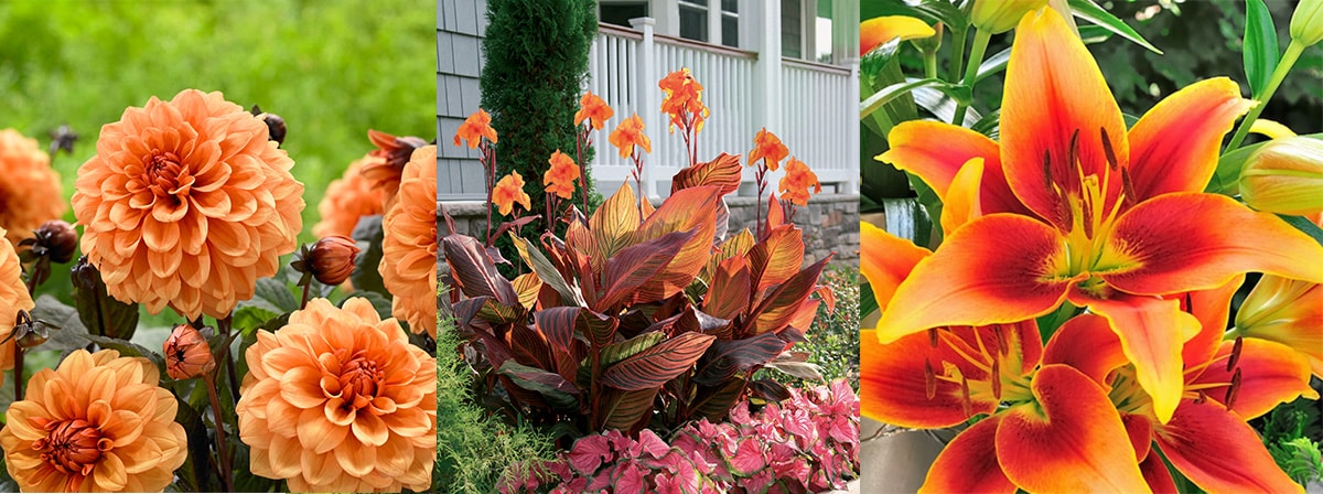 orange dahlias, cannas and lilies