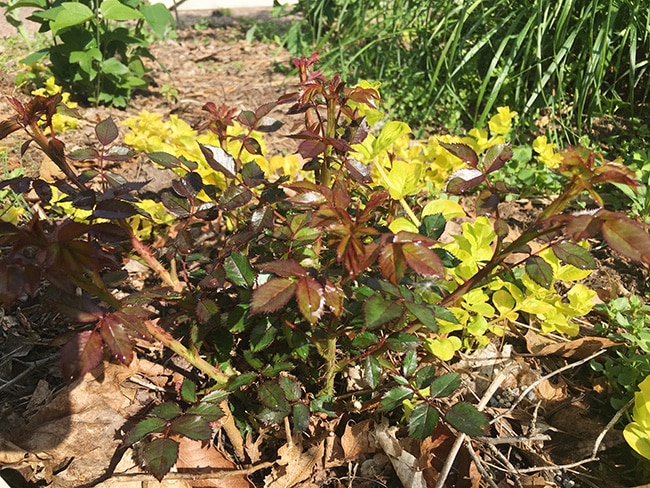 New growth on Paprika rose