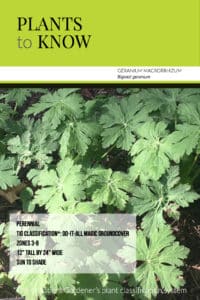 Plant to Know: Geranium macrorrhizum