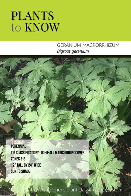 Plant to Know: Geranium macrorrhizum