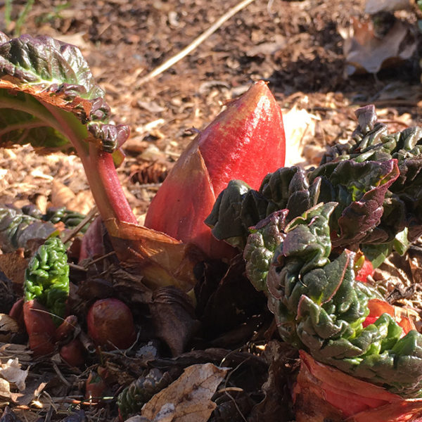 rhubarb emerging