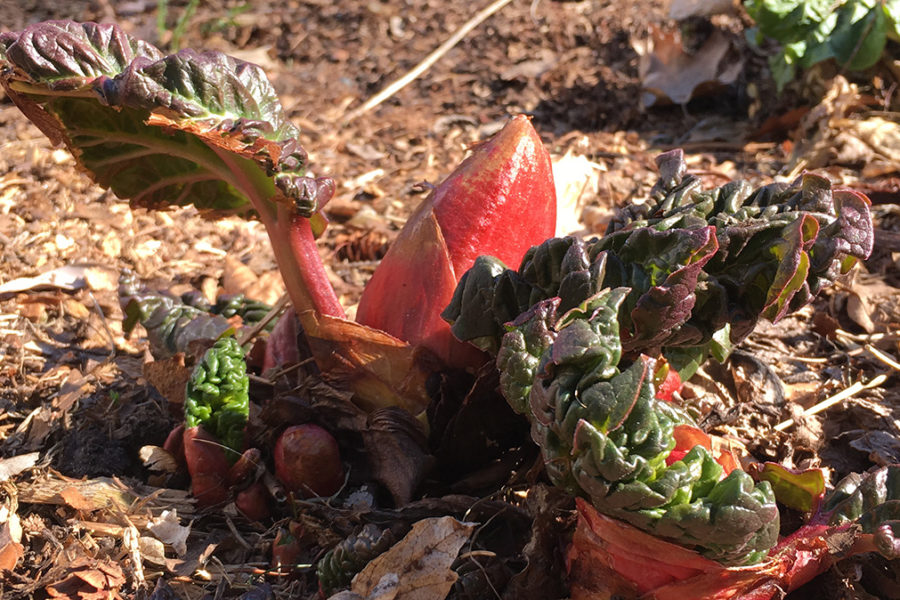 rhubarb emerging