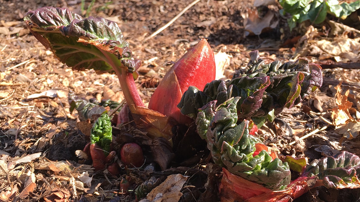 rhubarb emerging