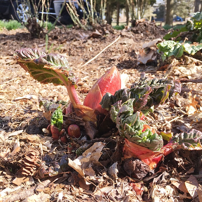 rhubarb emerging from the ground