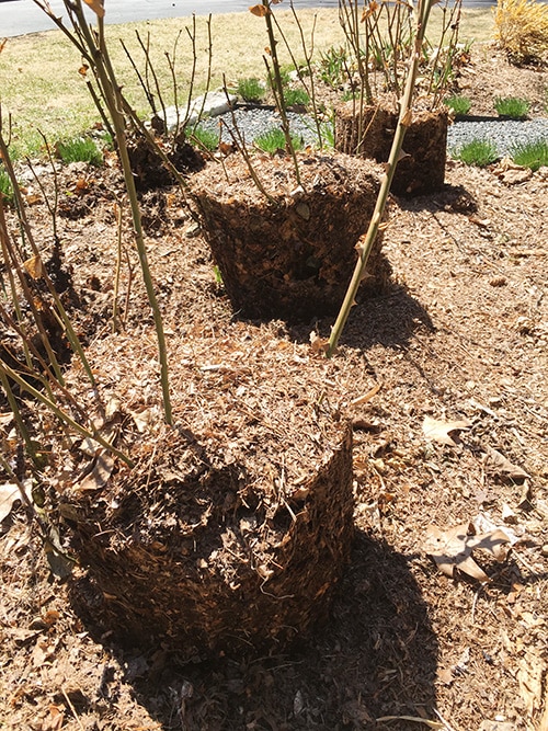 unearthing roses protected by rose collars