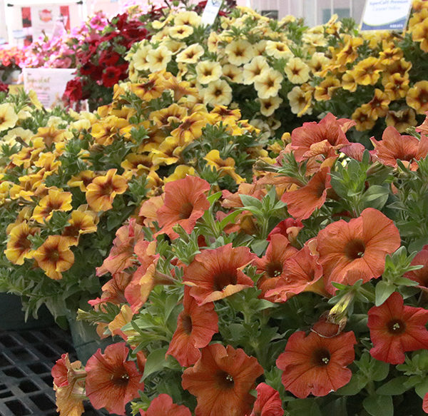 Sakata Supercal new premium petunias