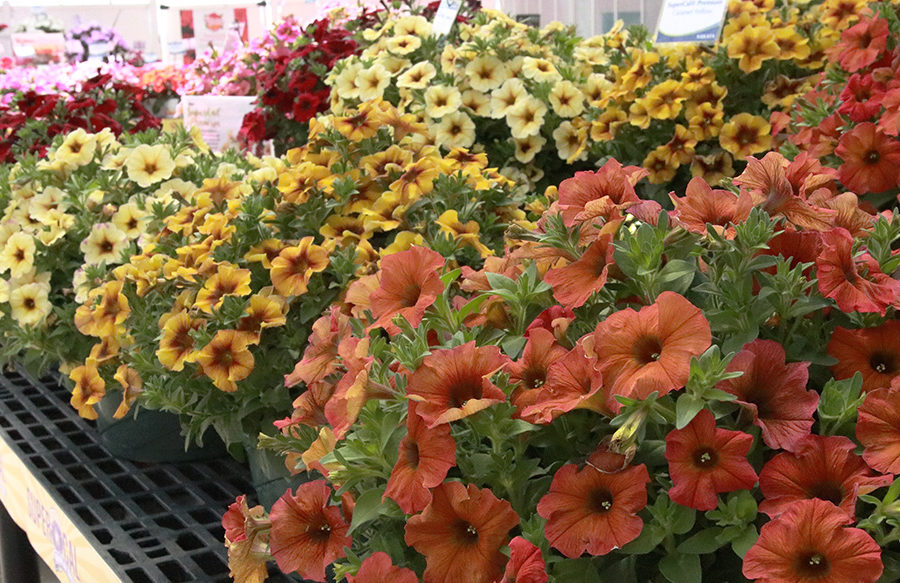 Sakata Supercal new premium petunias