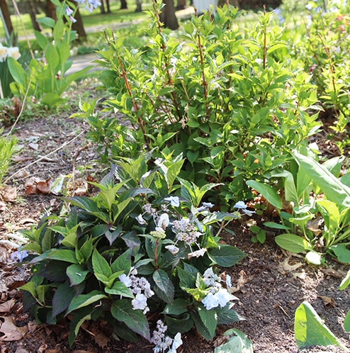 Tiny Tuff Stuff hydrangea