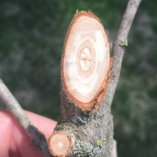 signs of verticillium wilt