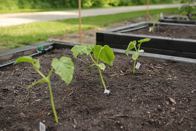 Cucumber plants