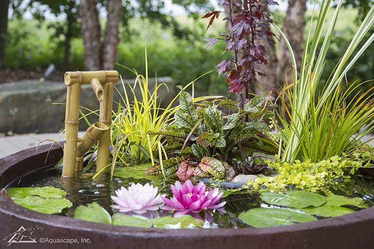 water plants