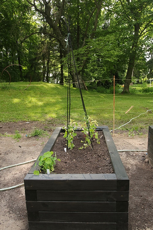 Cutting flower garden