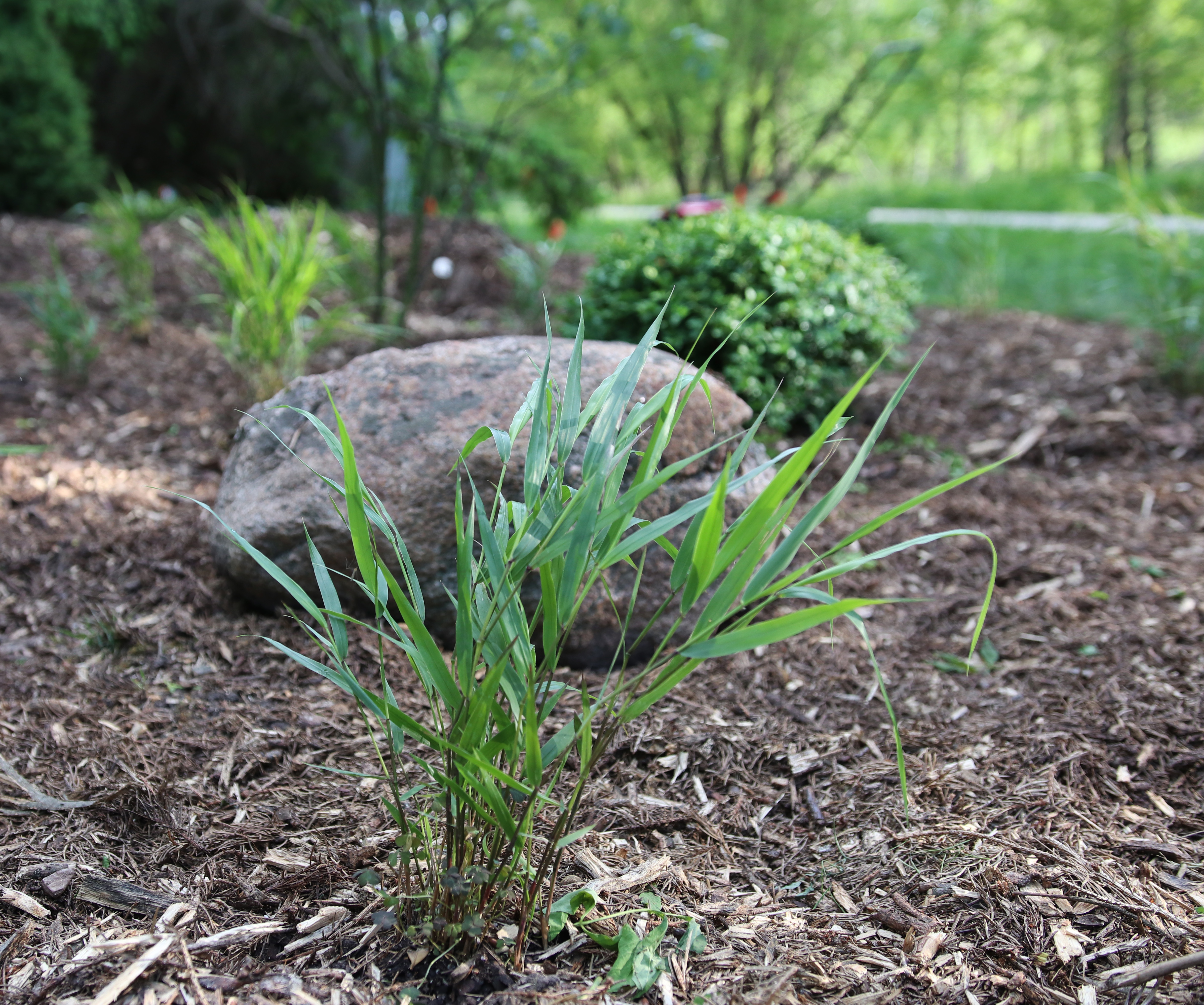 Dividing hakonechloa