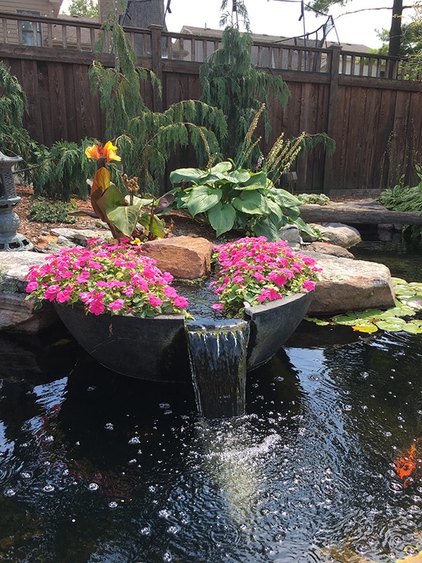 impatiens in water garden