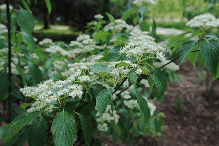 pagoda dogwood