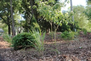 how to plant a privacy screen