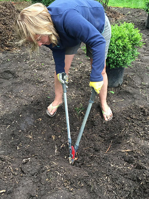 Using loppers to cut roots