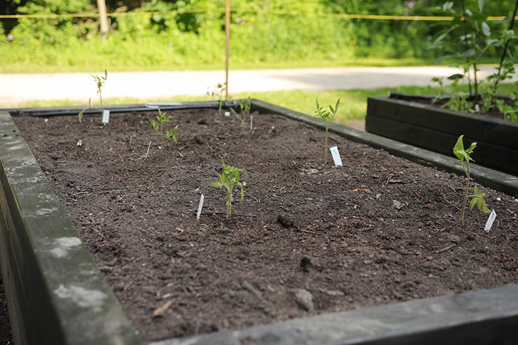 small tomato plants