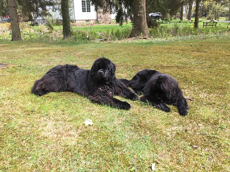 newfoundland supervisors