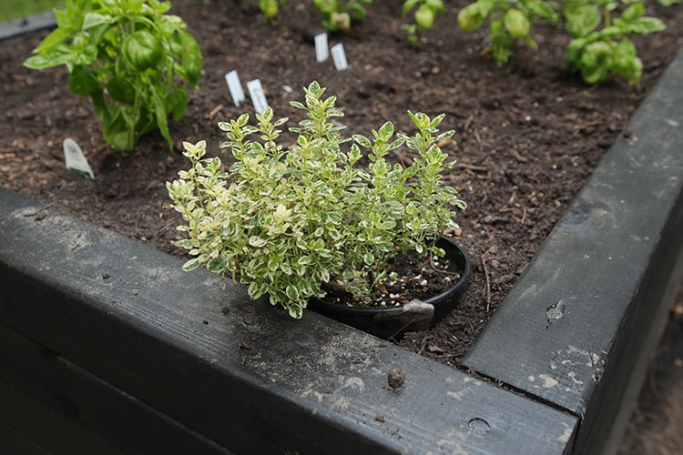 Variegated oregano