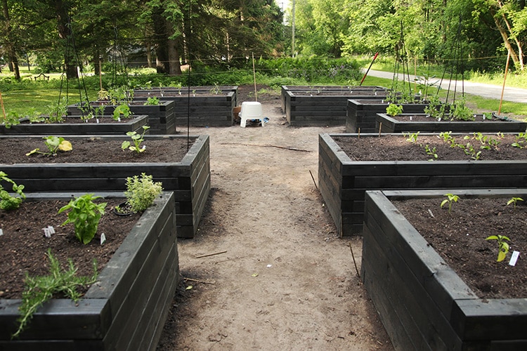 Raised bed vegetable garden