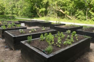 Raised bed vegetable garden