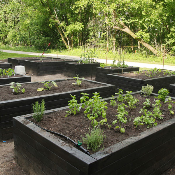 Raised bed vegetable garden