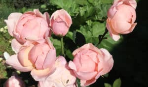 David Austin Alwick rose