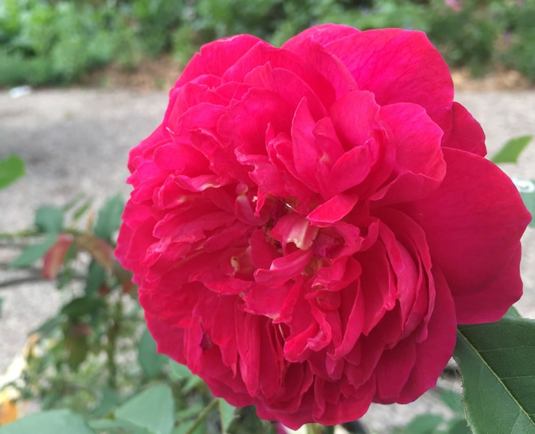 Benjamin britten rose