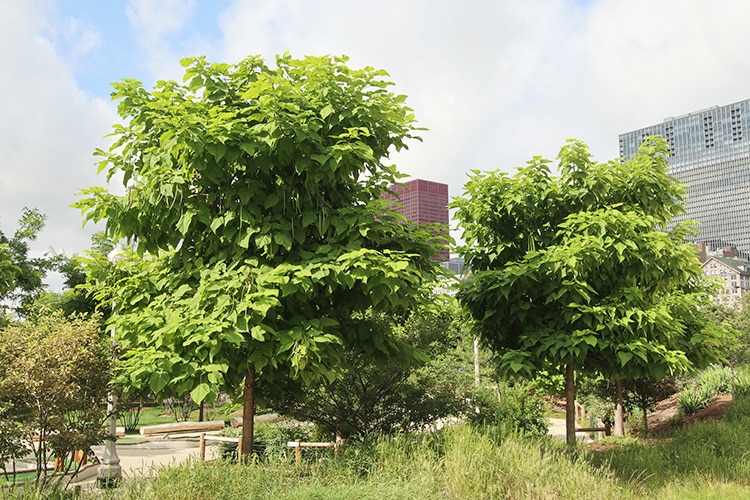 Catalpa trees