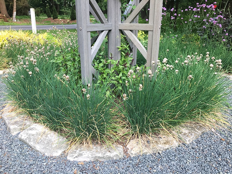 cutting back chive hedge