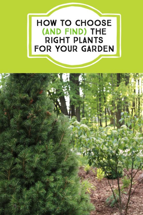 How to choose (and find) the right plants for your garden #garden #gardening #bestplants #findingplants #shrubs #trees