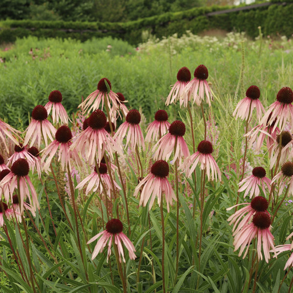 Echinacea pallida