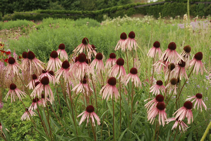 Echinacea pallida