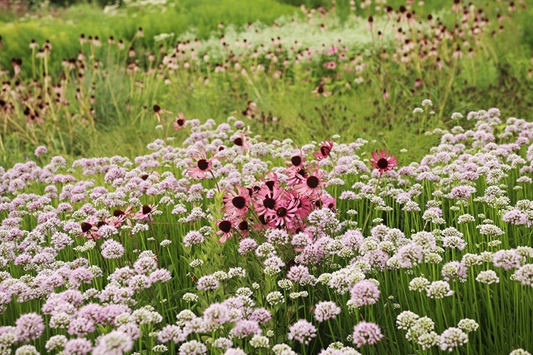 alliums with coneflowers