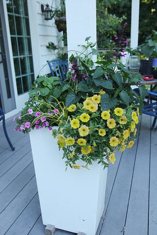 Container planting