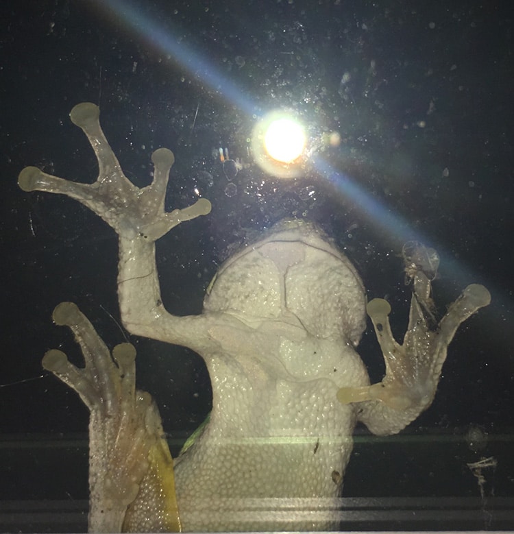 frog on window