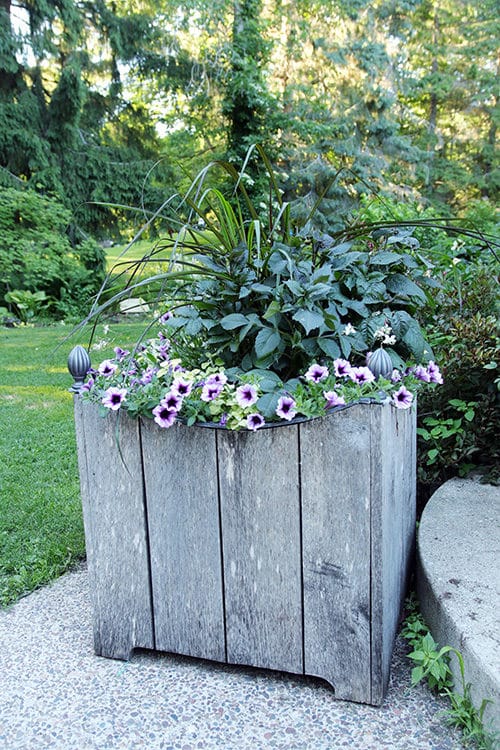 Large container planting