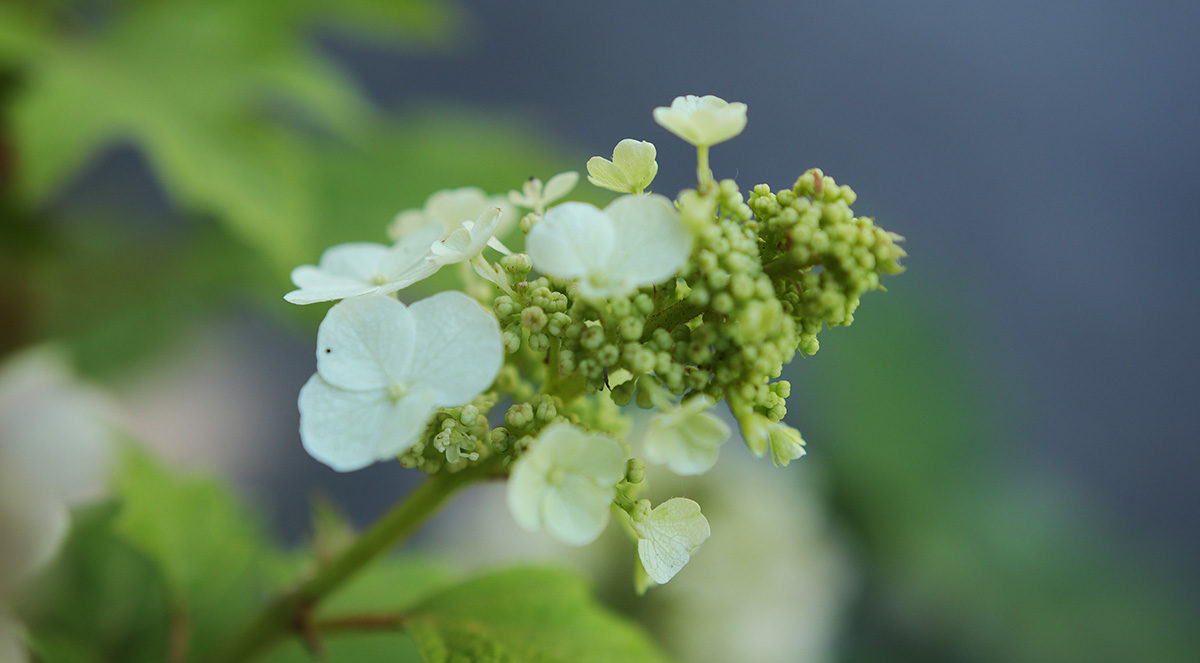 oak leaf hydrangea