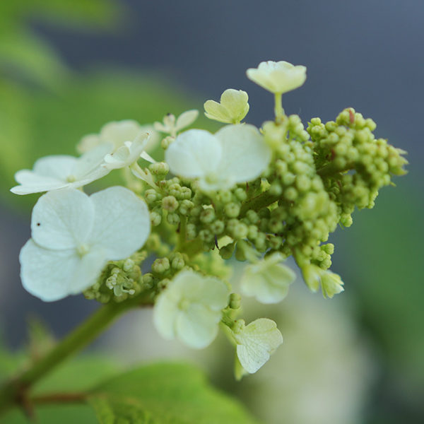 oak leaf hydrangea