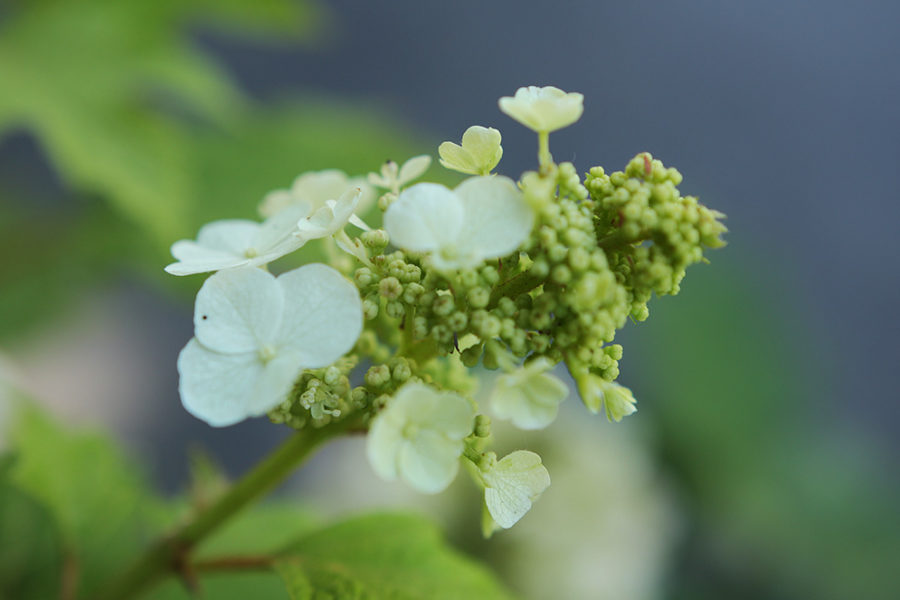 oak leaf hydrangea