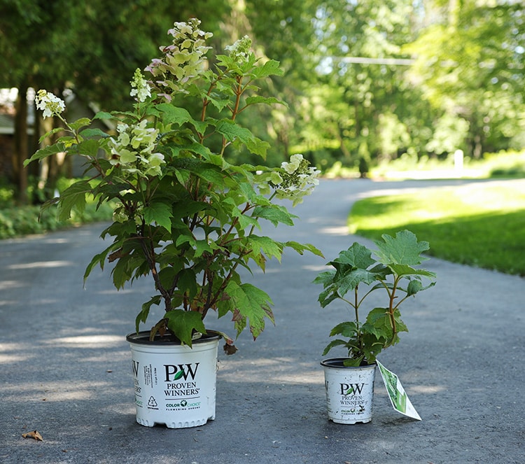 Two sizes of Gatsby Gal hydrangea