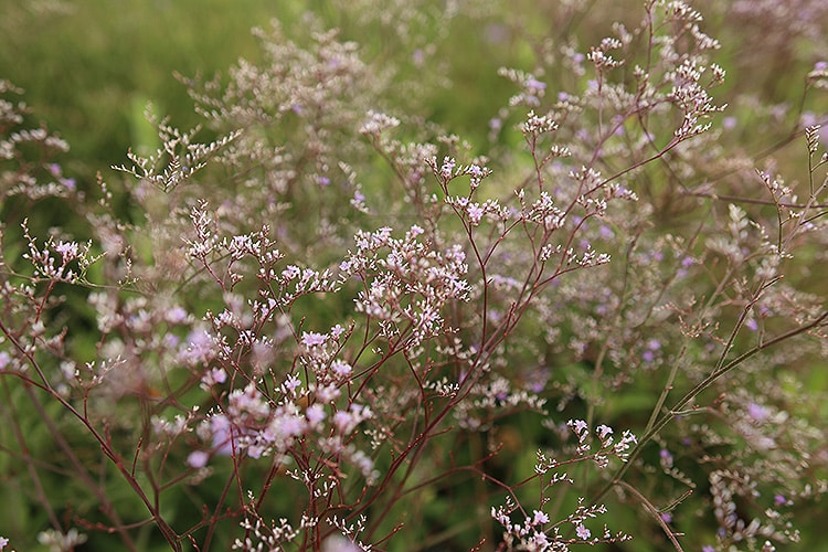 Feathery purple plant