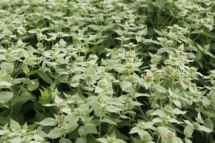 mountain mint