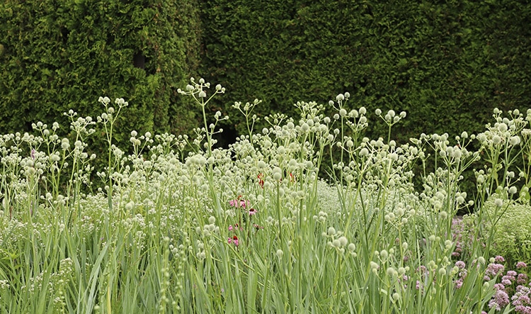 Rattlesnake master