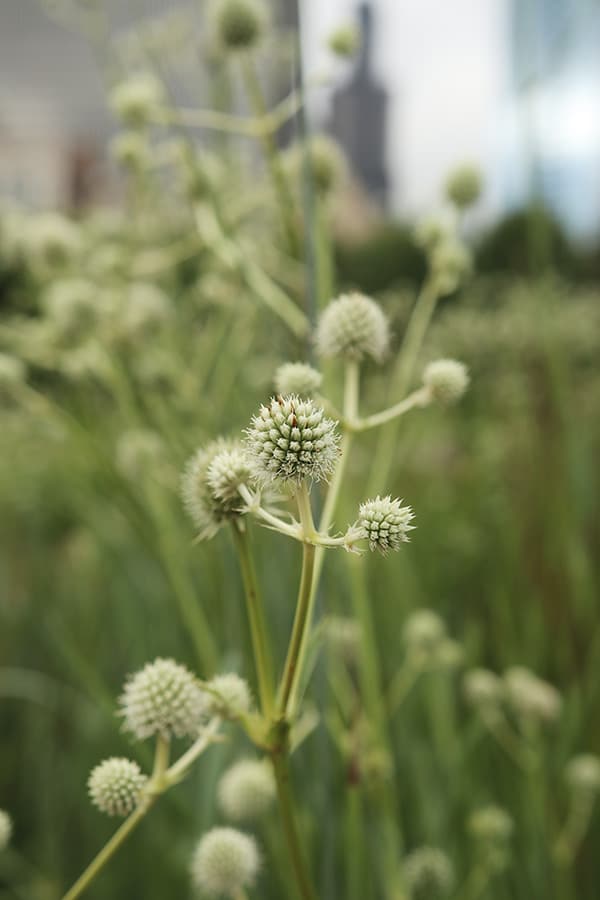 Eryngium yuccifolium